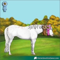 Horse Color:White Spotted Silver Bay Dun Sabino Frame Appaloosa