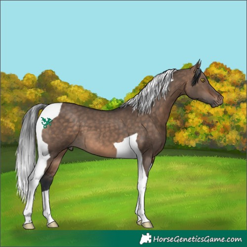 Horse Color:Bay Dun Tobiano 