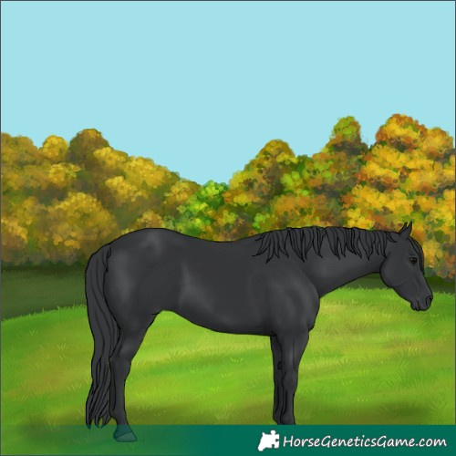 Horse Color:Black 