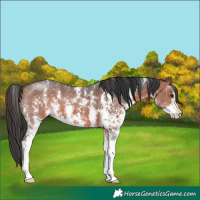 Horse Color:Bay Sabino
