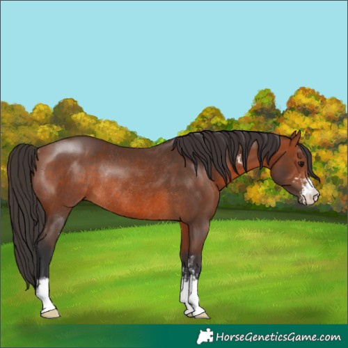 Horse Color:Bay Sabino Rabicano