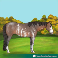Horse Color:Brown Sabino Rabicano 