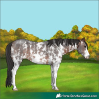 Horse Color:Brown Sabino