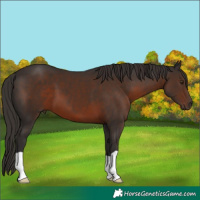 Horse Color:Liver Chestnut 