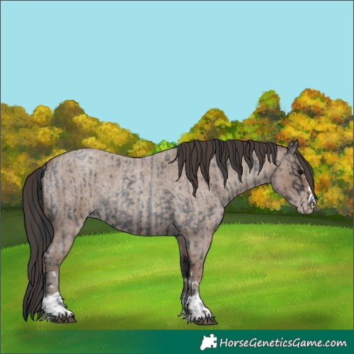 Horse Color:Blue Roan Rabicano and Classic Champagne Roan Rabicano