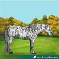 Horse Color:Black and Gray Black