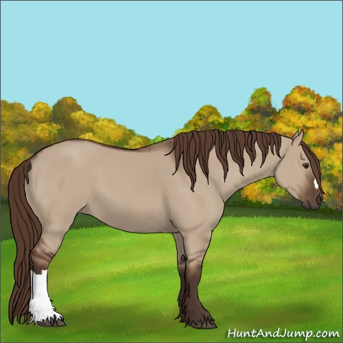 Horse Color:Liver Red Dun 