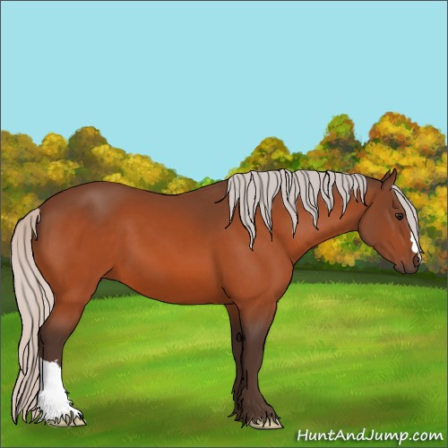 Horse Color:Silver Bay 