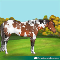 Horse Color:White Spotted Bay 