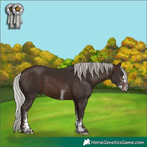 Horse Color:White Spotted Silver Brown Rabicano 