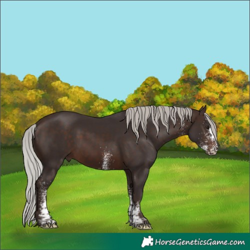 Horse Color:White Spotted Silver Brown Rabicano 