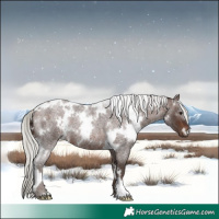 Horse Color:White Spotted Silver Brown Roan 