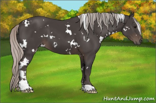 Horse Color:White Spotted Silver Black Sabino 
