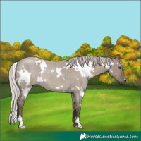 Horse Color:White Spotted Silver Grullo Roan Rabicano 