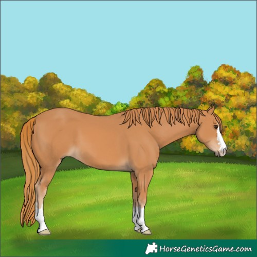 Horse Color:Chestnut 