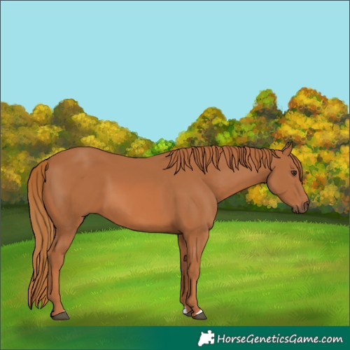 Horse Color:Chestnut 