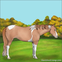 Horse Color:Gold Champagne Splash Tobiano