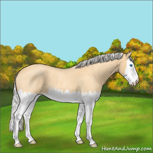 Horse Color:Silver Buckskin Roan Splash 
