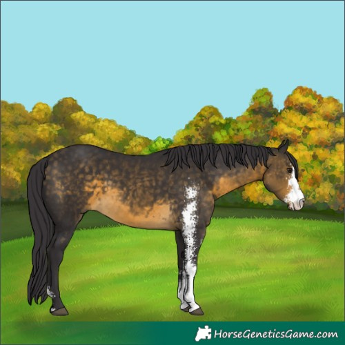 Horse Color:Buckskin Sabino 