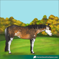 Horse Color:Buckskin Sabino 