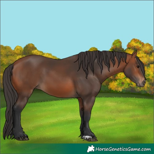 Horse Color:Bay 