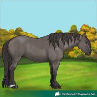 Horse Color:Smoky Grullo