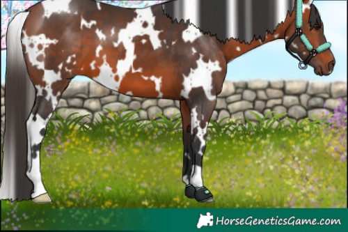 Horse Color:White Spotted Bay 