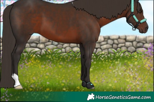 Horse Color:Liver Chestnut 