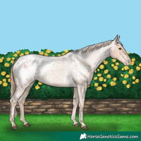 Horse Color:Red Roan Appaloosa 