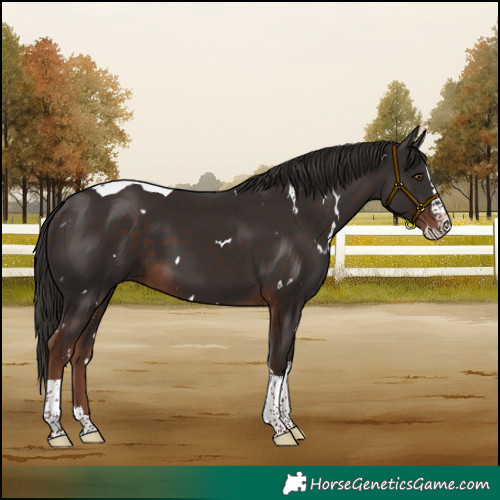 Horse Color:White Spotted Liver Chestnut Splash Tobiano