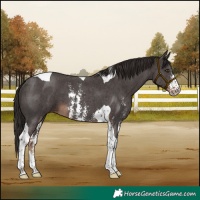 Horse Color:Liver Chestnut Sabino Tobiano 