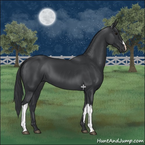 Horse Color:Black 