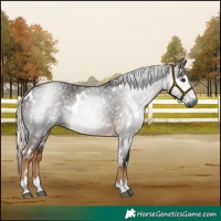 Horse Color:Gray White Spotted Chocolate Palomino