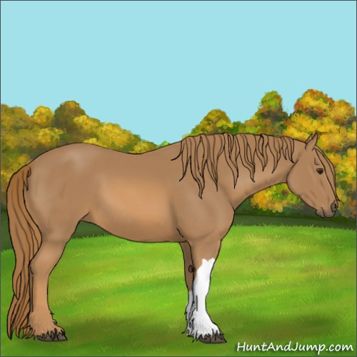 Horse Color:Unknown 
