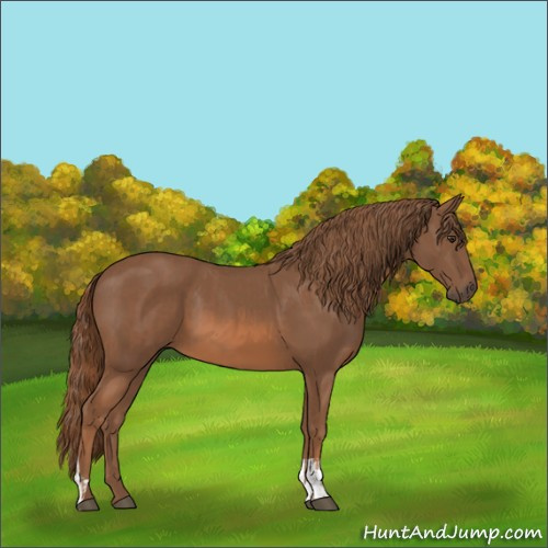 Horse Color:Chestnut  and Chestnut 