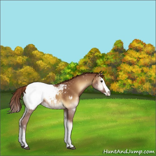 Horse Color:Red Onyx Splash Appaloosa 