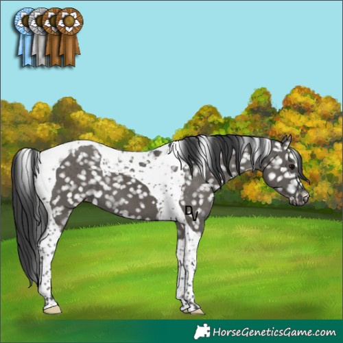 Horse Color:Grullo Tobiano Snowflake Varnish Brindle 