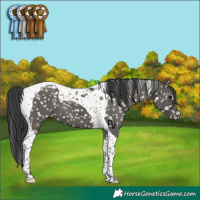 Horse Color:Grullo Tobiano Appaloosa Brindle 
