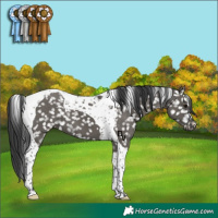 Horse Color:Grullo Tobiano Appaloosa Brindle