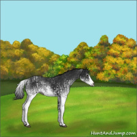 Horse Color:Gray White Spotted Black and Gray White Spotted Black Splash