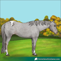 Horse Color:Liver Chestnut Varnish  and Liver Chestnut Varnish 