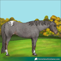 Horse Color:Liver Chestnut Appaloosa  and Liver Chestnut Appaloosa 