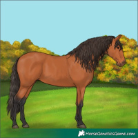 Horse Color:Bay 