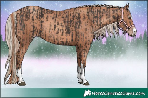 Horse Color:Liver Chestnut  and Gold Champagne 