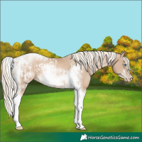 Horse Color:Chocolate Palomino Pearl Tobiano Frame  and Chocolate Palomino Pearl Splash Tobiano Frame 