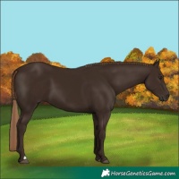 Horse Color:Liver Chestnut and Liver Chestnut