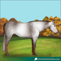 Horse Color:Gray Chestnut