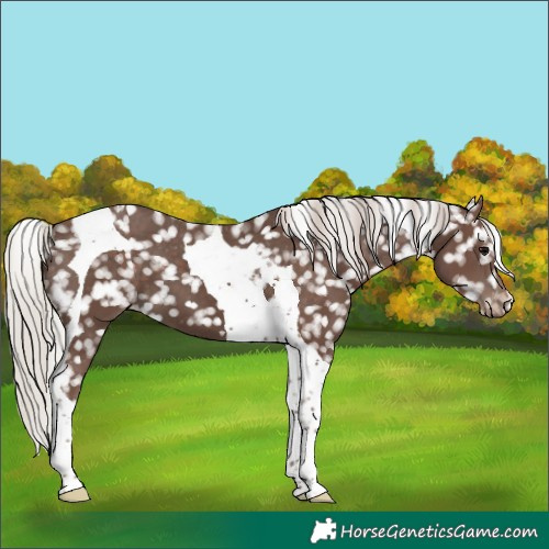 Horse Color:Silver Black Tobiano Snowflake Varnish