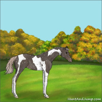 Horse Color:Silver Black Tobiano Appaloosa 