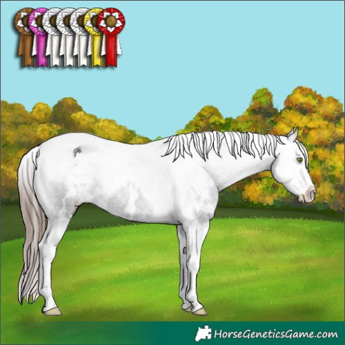 Horse Color:White Spotted Liver Chestnut Splash Tobiano Appaloosa 